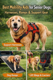 Best Mobility Aids for Senior Dogs: Harnesses, Ramps & Support Gear